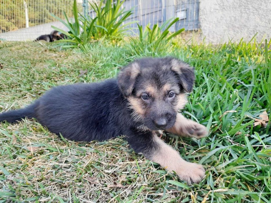 Pator Alemão Puro com LOP/Pedigree