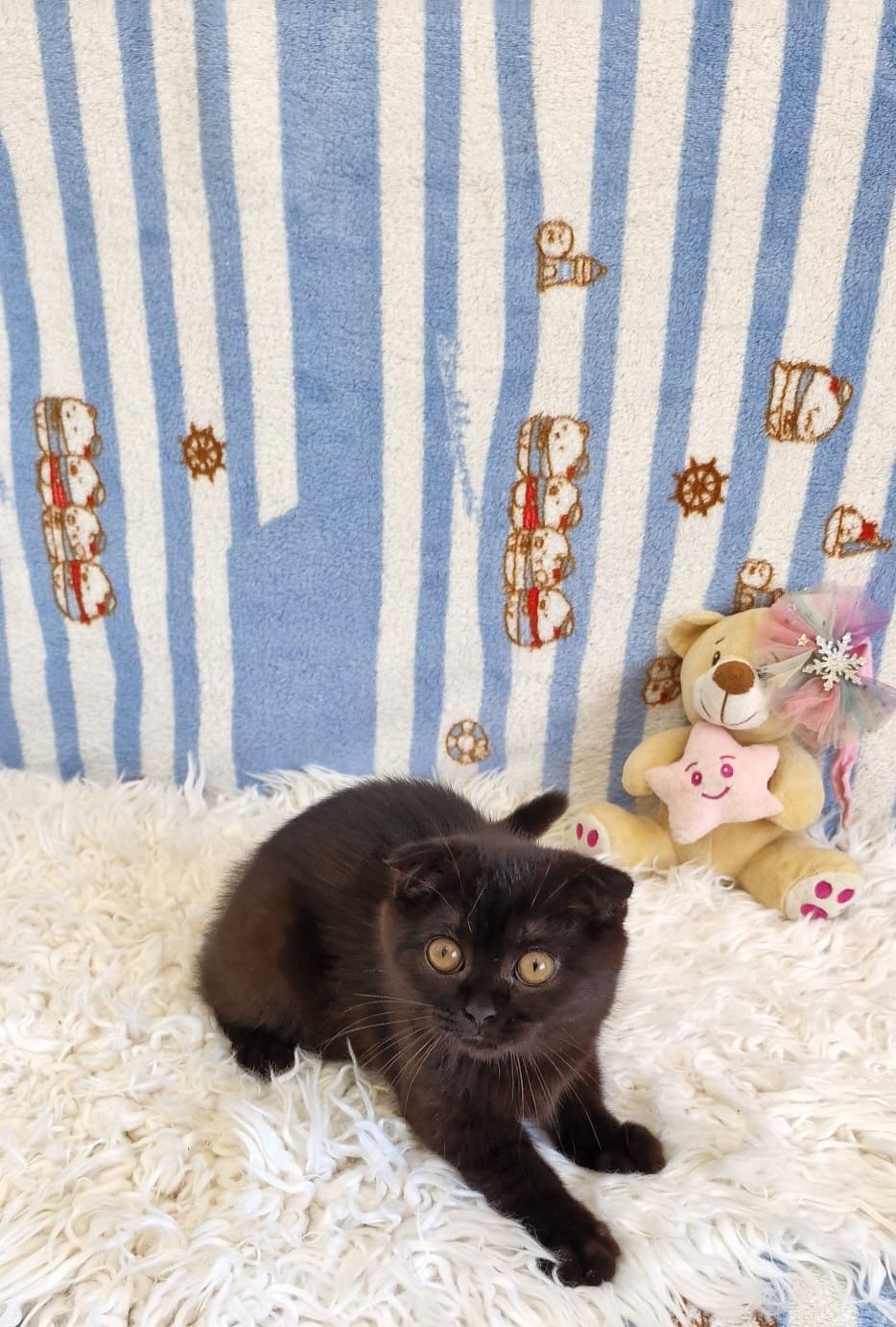 Scottish Fold Fêmea