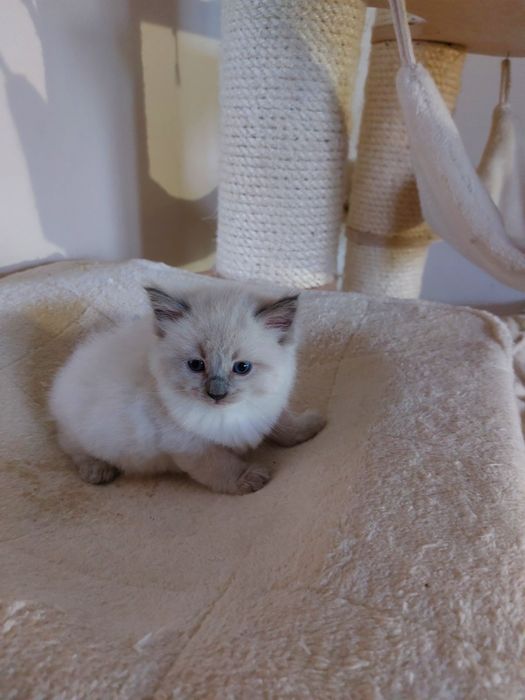 Kocurek Cedric  Ragdoll do rezerwacji FPL/FIFE