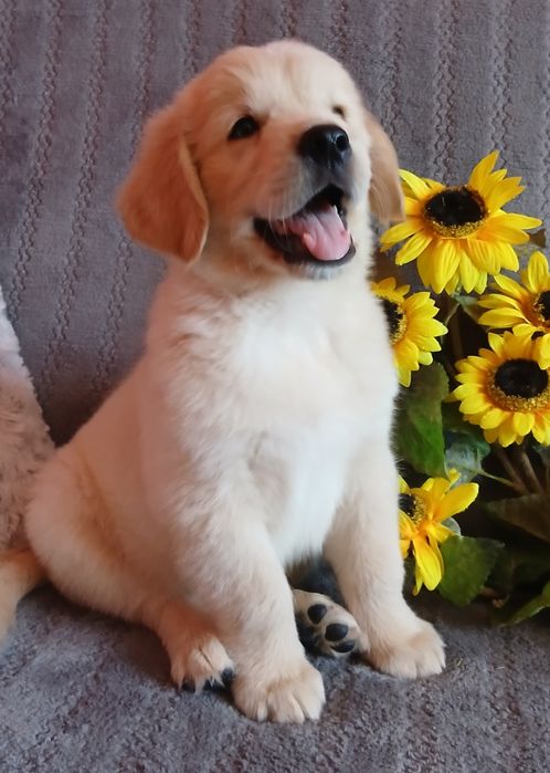 Golden Retriever szczenię z rodowodem