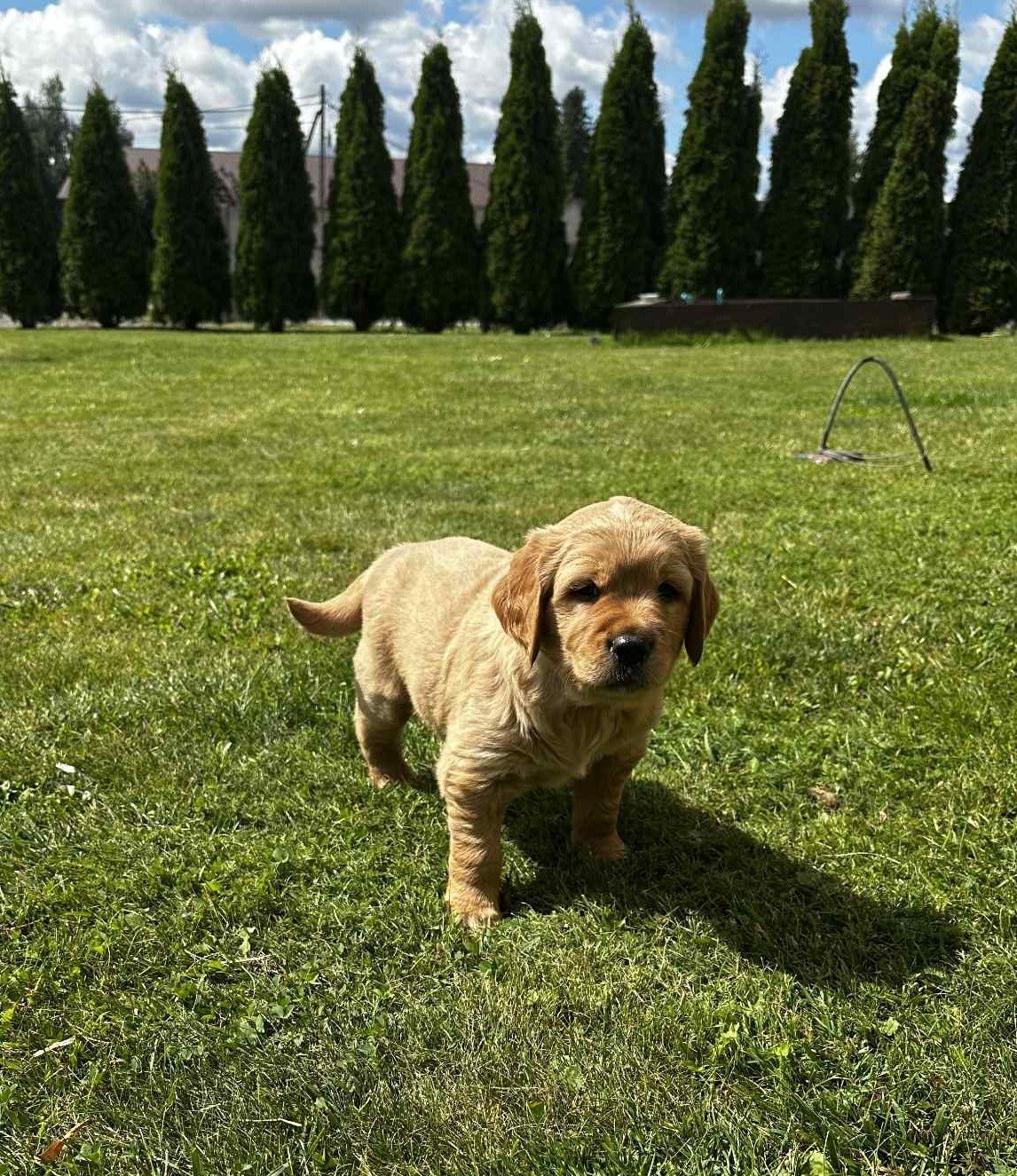 Pies Golden Retriever