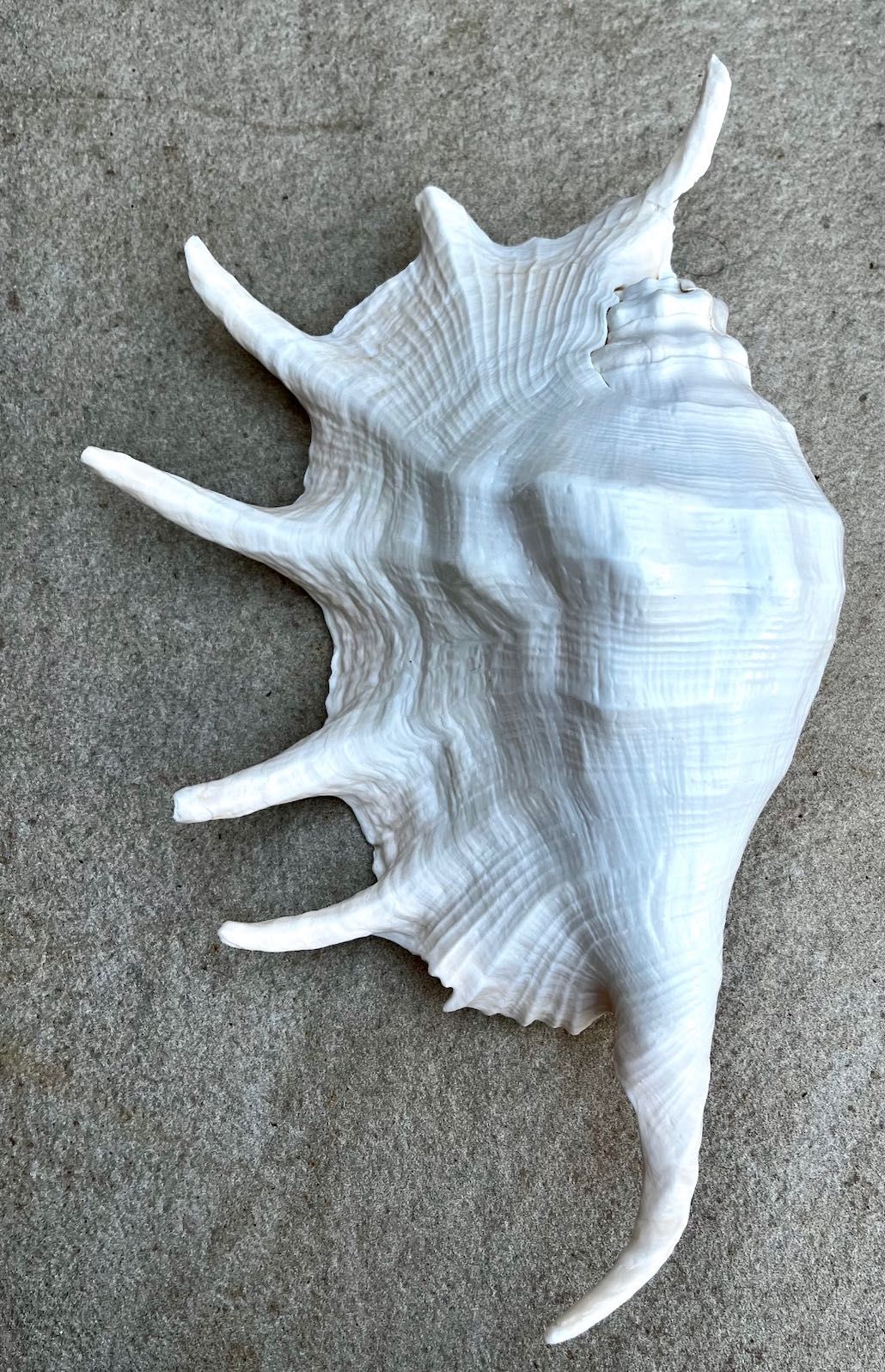 Búzio grande — 40€