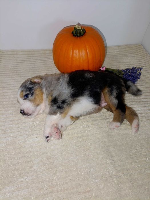 Owczarek australijski(typ amerykański) suczka gotowa do odbioru