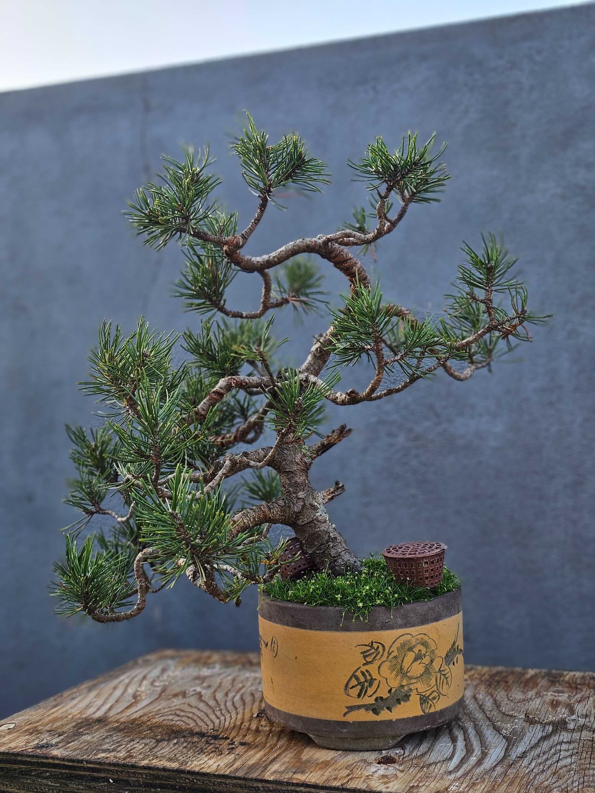 Bonsai pinus mugo