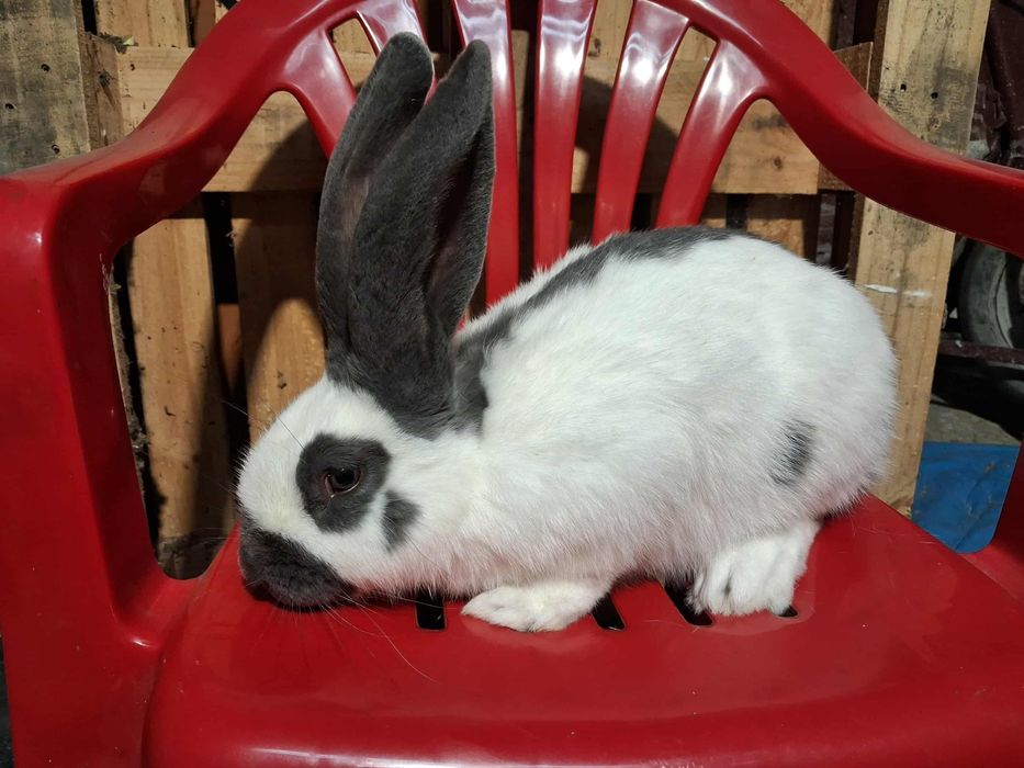 Samiec Olbrzym Srokacz Niebieski OSN