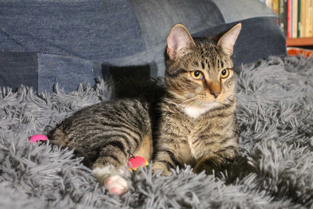 Kotek Kocurek 7 miesięcy