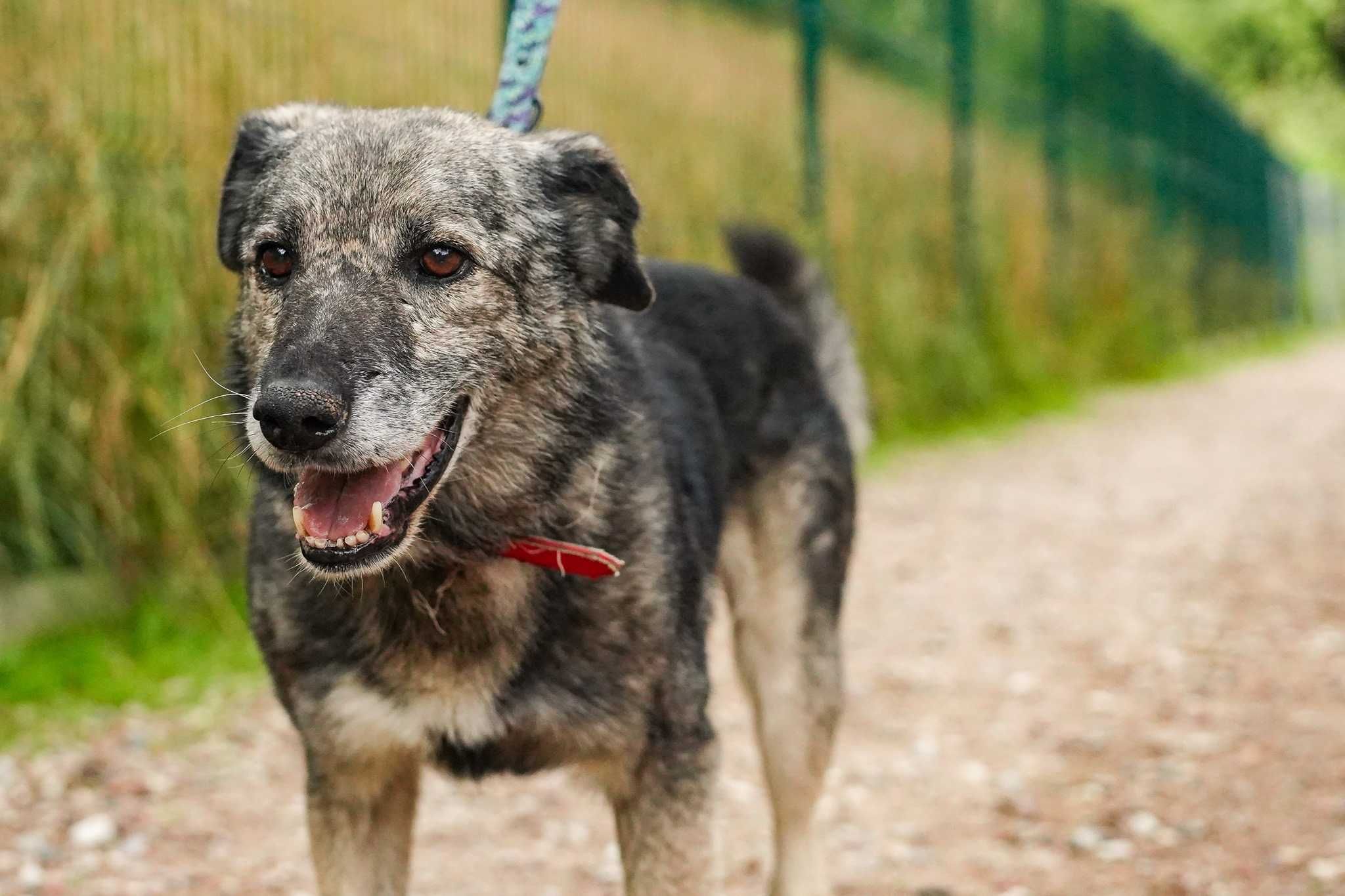 Szarik czeka na dom w OTOZ Animals Schronisku Ciapkowo!