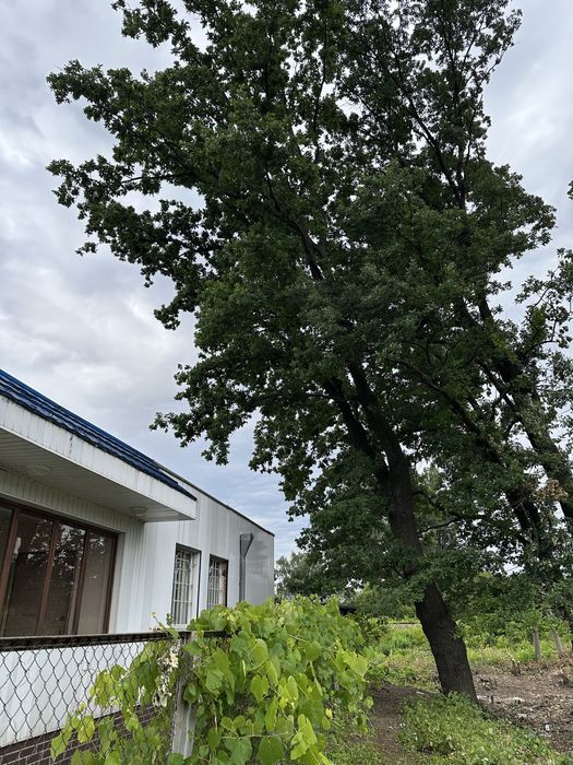 Зрізати дерево, зпиляти дерево