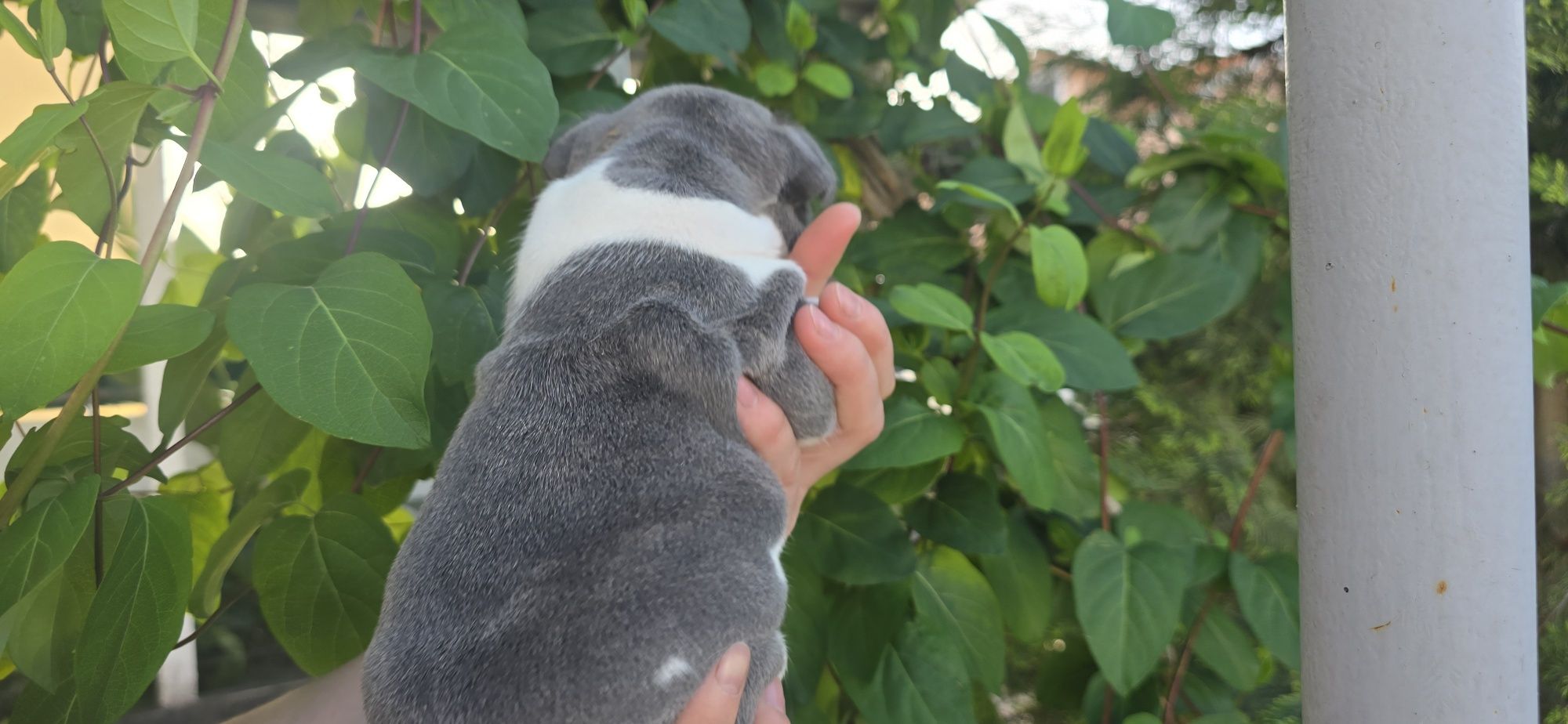 Bulldog Francês blue pied . Portador de isabella . TOP