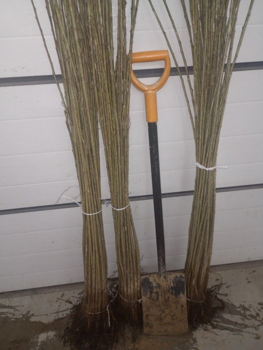 Czereśnia Colt do szczepienia i okulizacji.