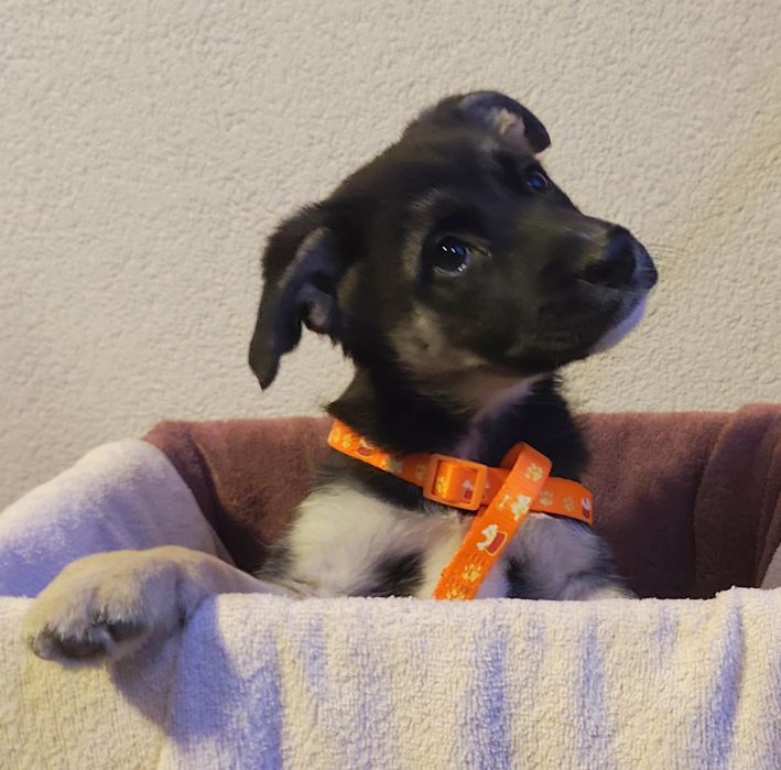 3  miesięczna sunia w typie "mini owczarka" szuka domu