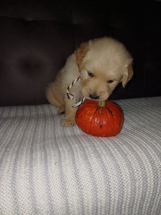 Золотисті Ретривери з документами КСУ