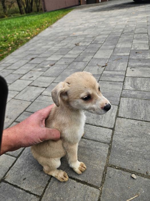 Oddam pieski za darmo