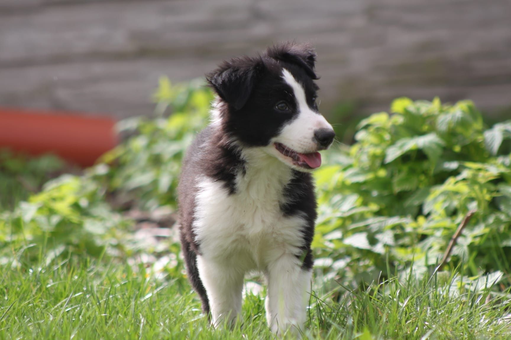 Border Collie suczka