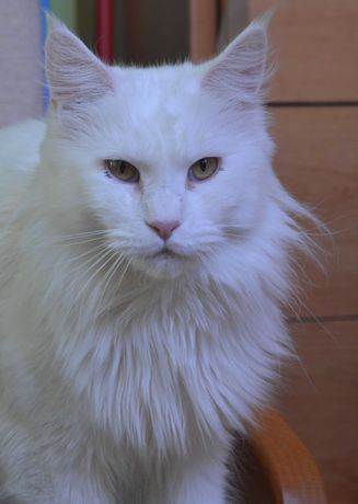 adopcja biała kotka maine coon