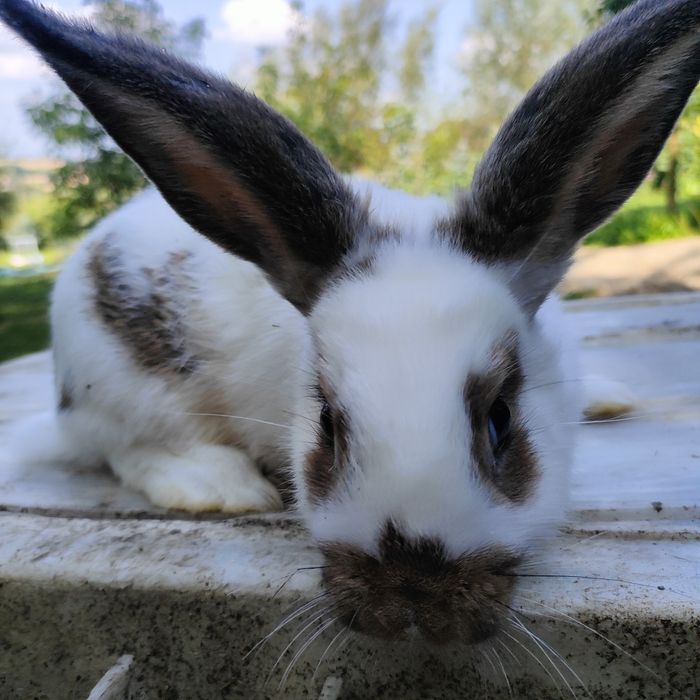 Sprzedam króliki matka z młodymi