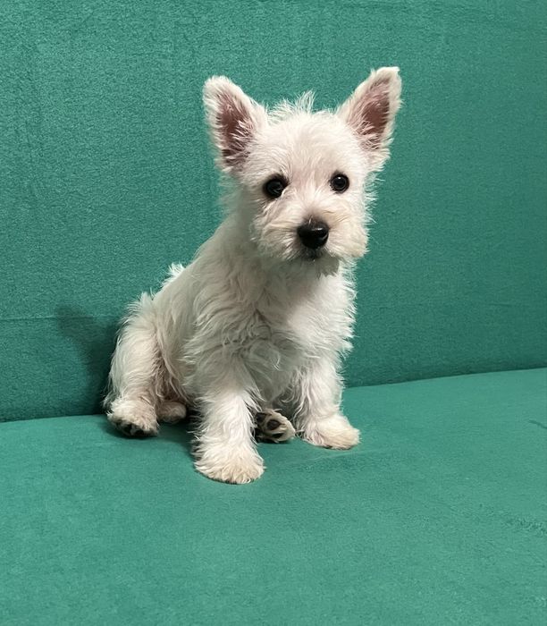 West Highland white terrier