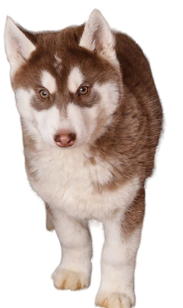 Siberian Husky-ostatni piesek z miotu!