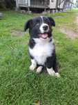 Border Collie Piesek