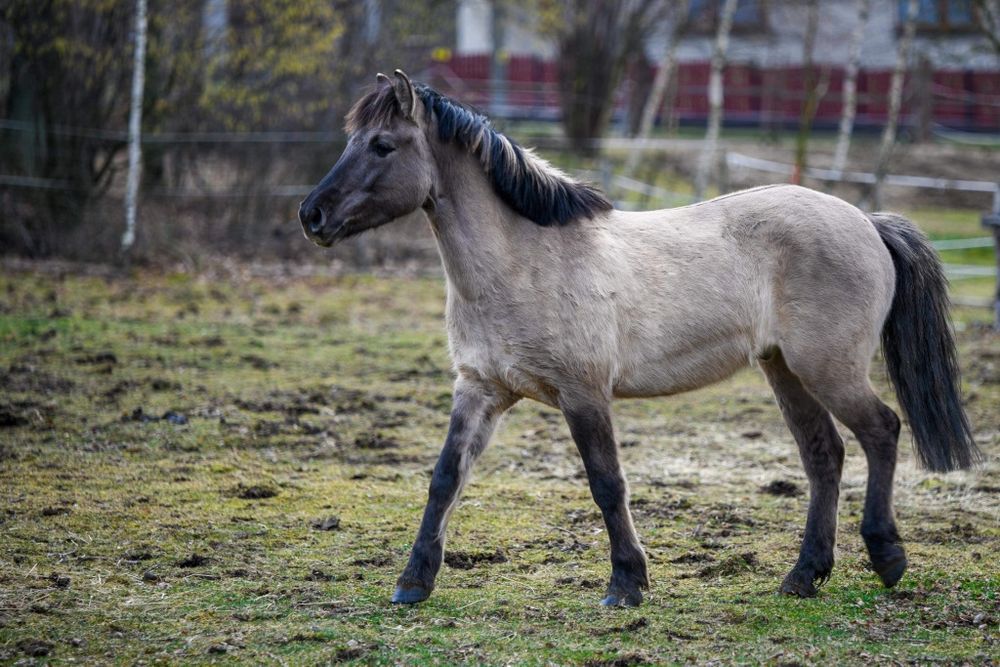 Dzierzawa, współdzierzawa skoki tereny rajdy