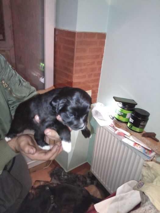 Роздаю унікальних щенят