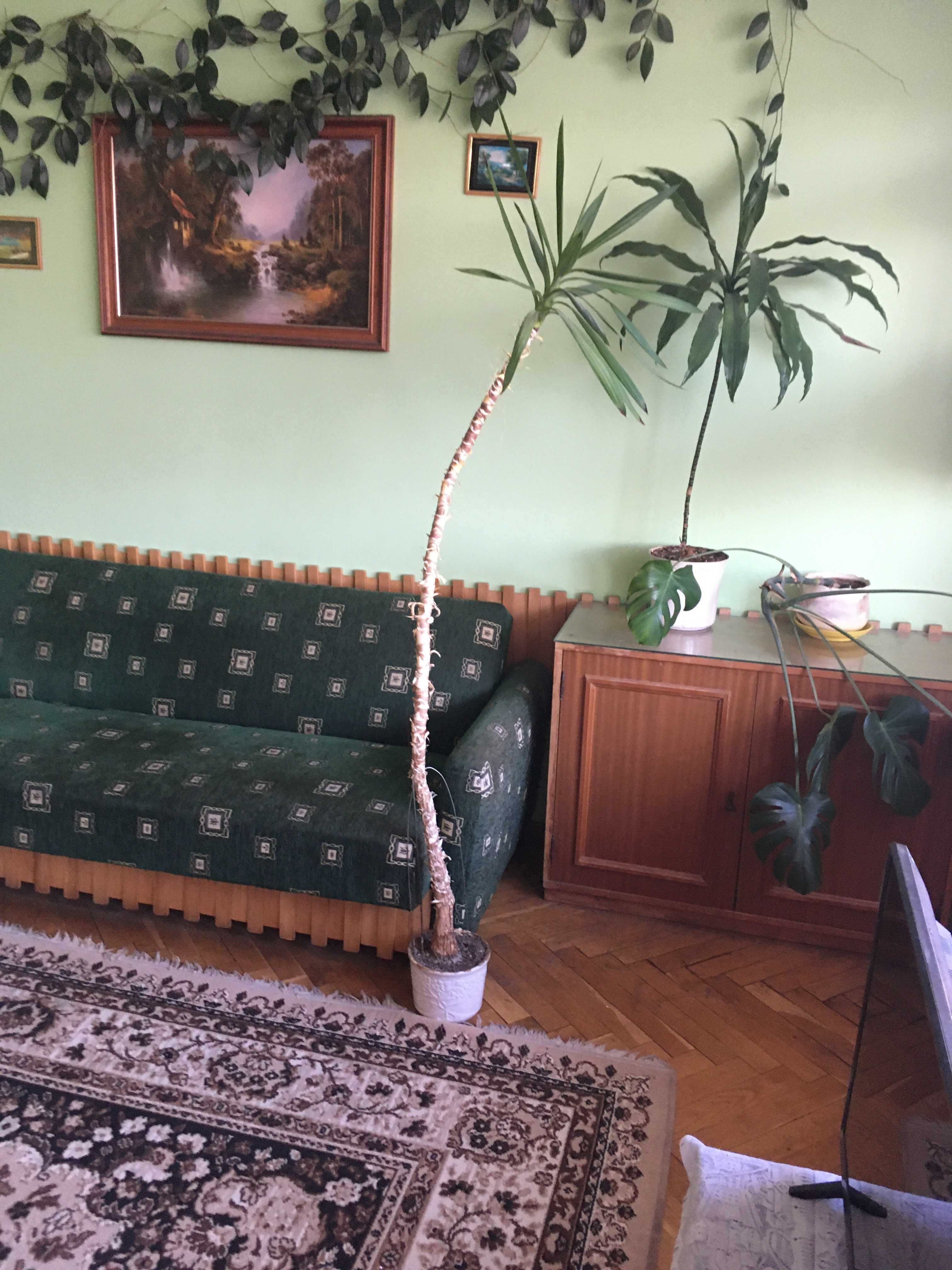 Juka, Dracena, Monstera