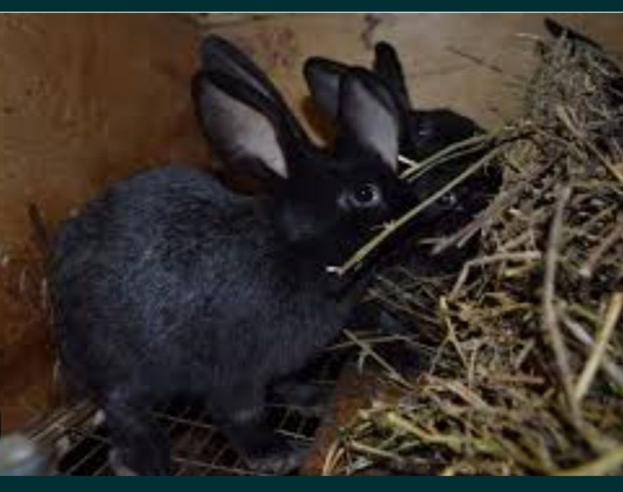 Кролики на развод