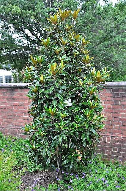 Magnolia grandiflora "Alta", wieczniezielona, ogromne, pachnące kwiaty