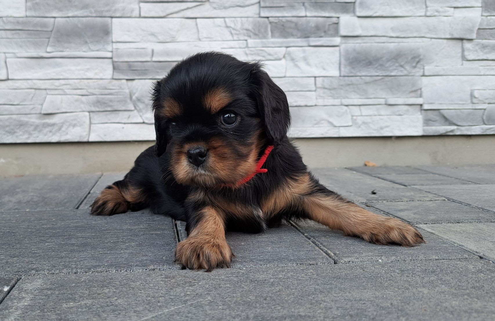 Cavalier King charles spaniel FCI/ZKwP