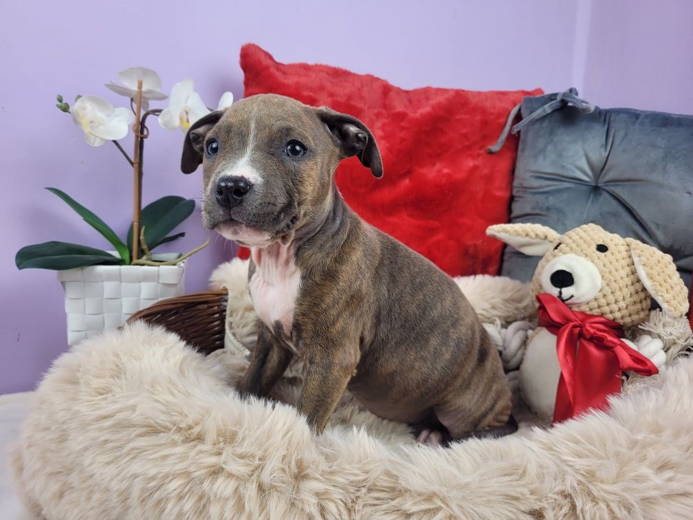 Rodzinna suczka amstaff!
