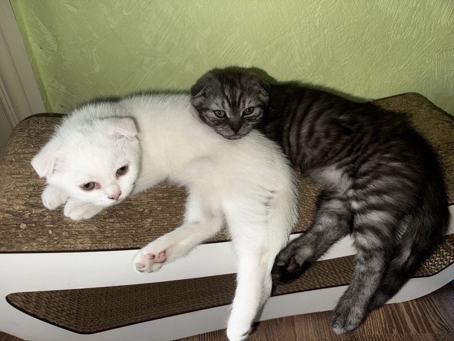 Очаровательные шотландские вислоухие котята ищут заботливых хозяев!
