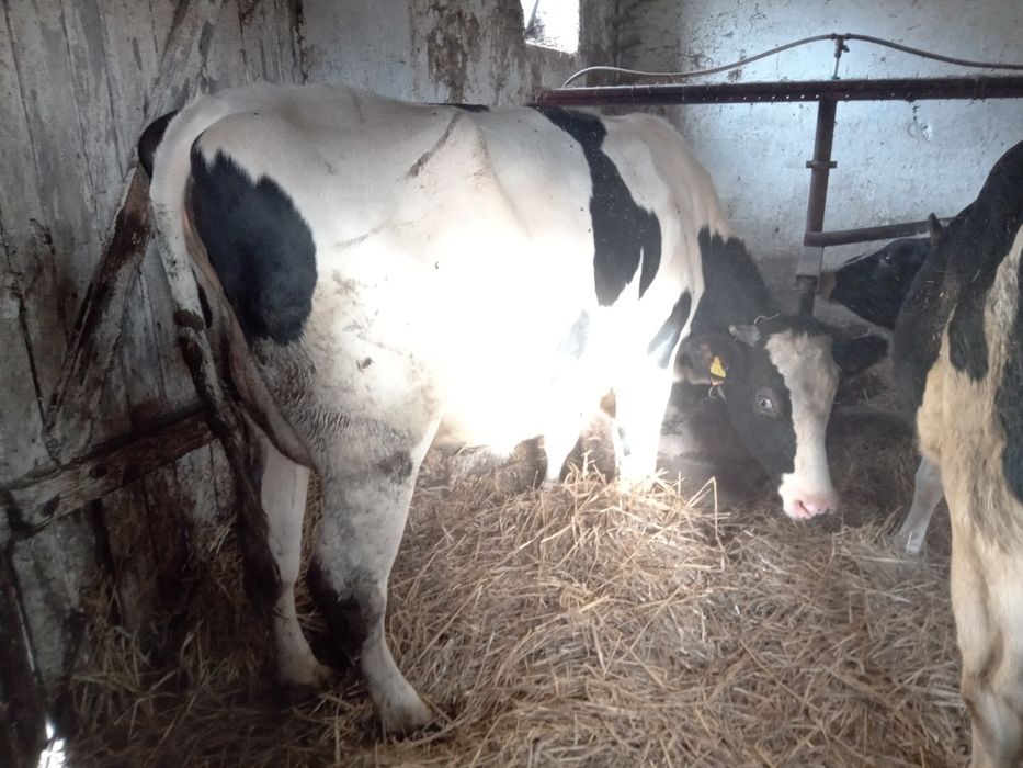 Sprzedam jałówki na wycieleniu