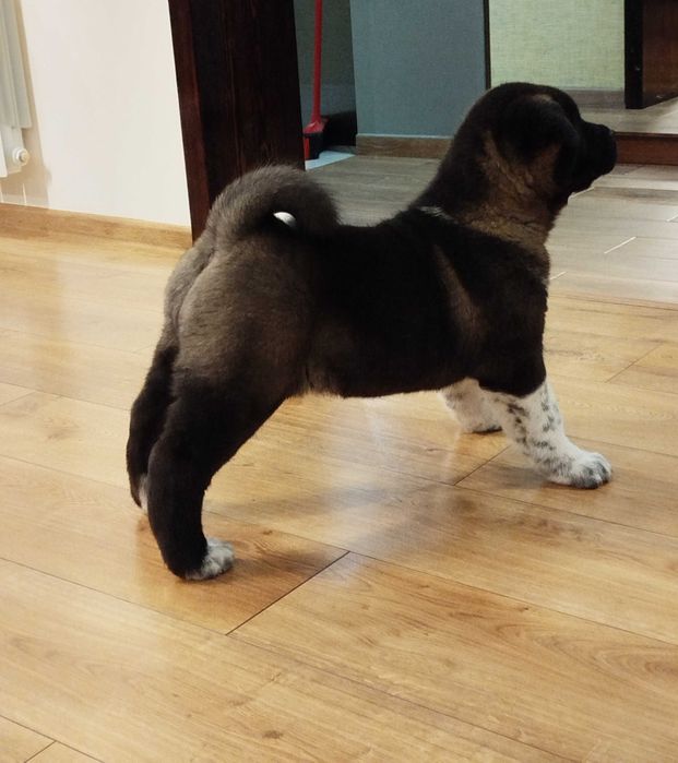 Akita amerykańska FCI