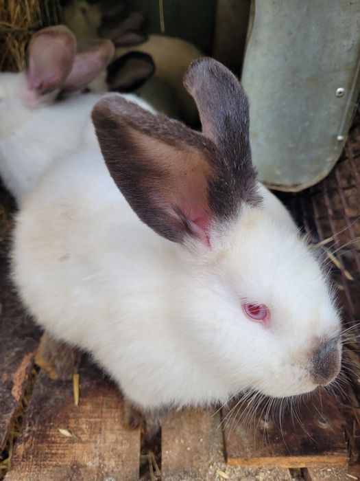 Tuszki królika  (naturalny chów )