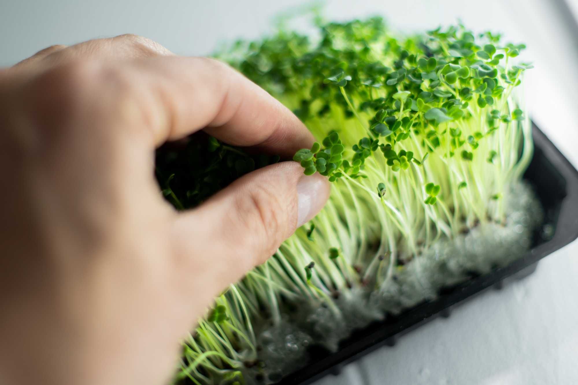 Набір для вирощування мікрозелені | microgreen