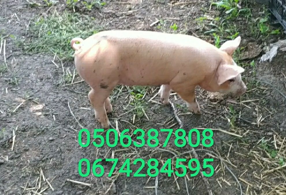 Кабанчик на племя