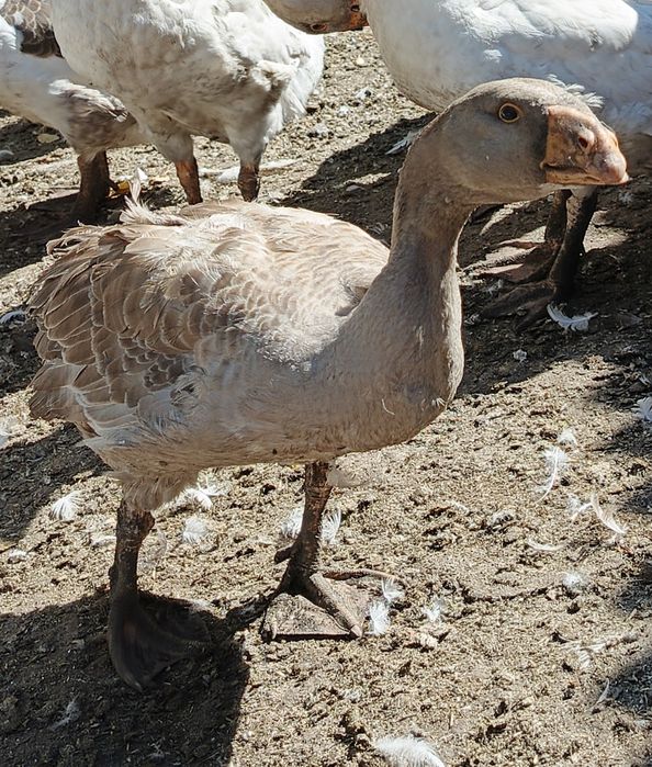 Продам гусей Тульські Горбоносі (Комогори)