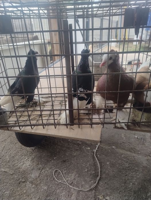 Gołębie ozdobne mnichy