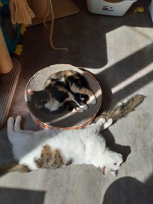 Branco - miziasty kotek szuka domu