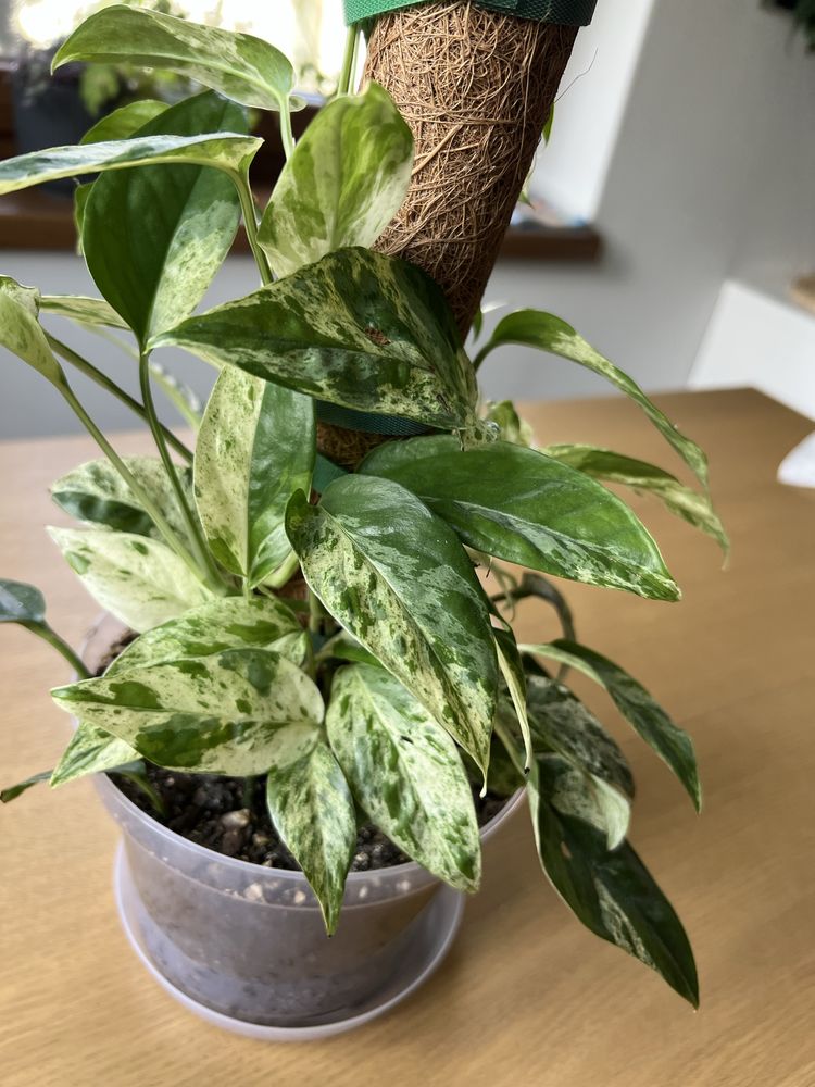 Epipremnum Pinnatum Marble Variegata