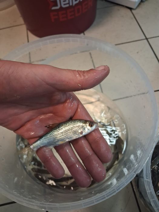 Czebaczek ,karas,plotka -Żywiec