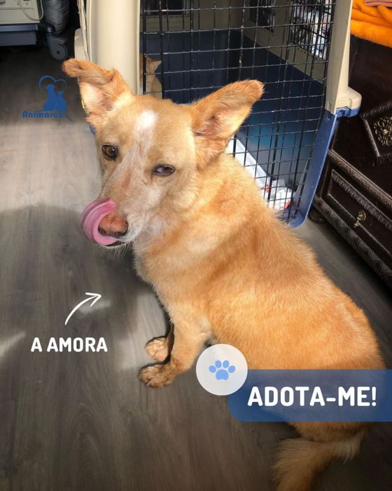 Amora cadela porte medio para adocao