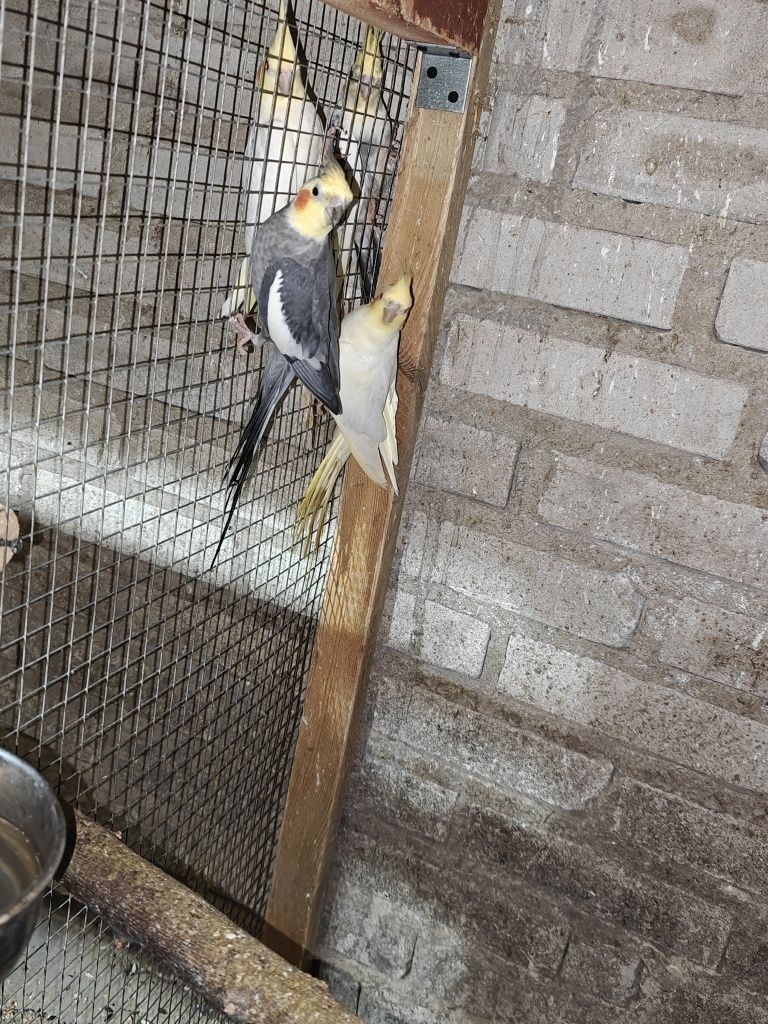 Nimfy pary lęgowe