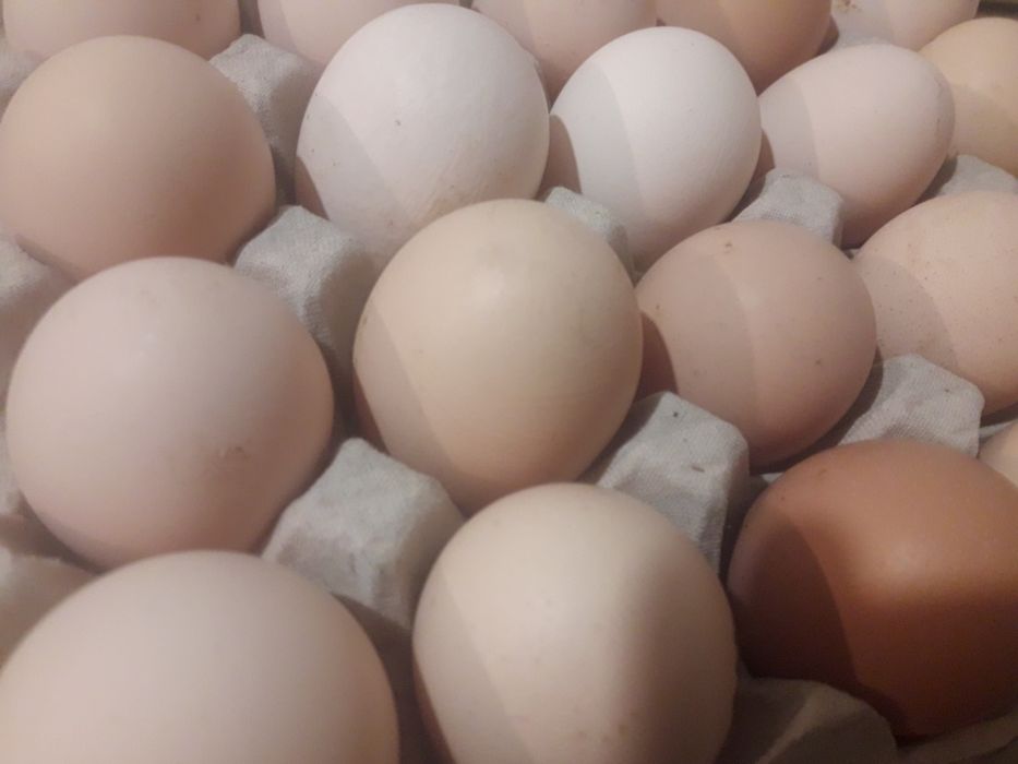Jajka wiejskie od kur z podwórka, świeże ( kury rosołowe )