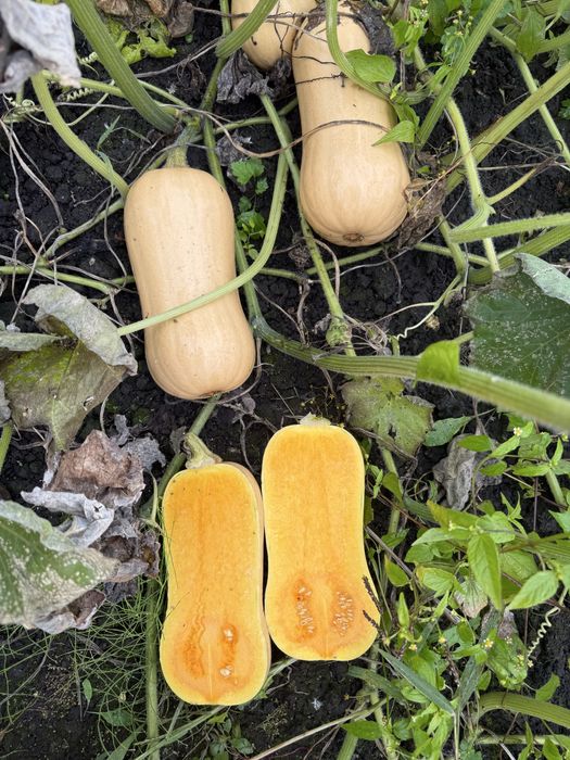 Продам Моркву , Капусту , Гарбуз