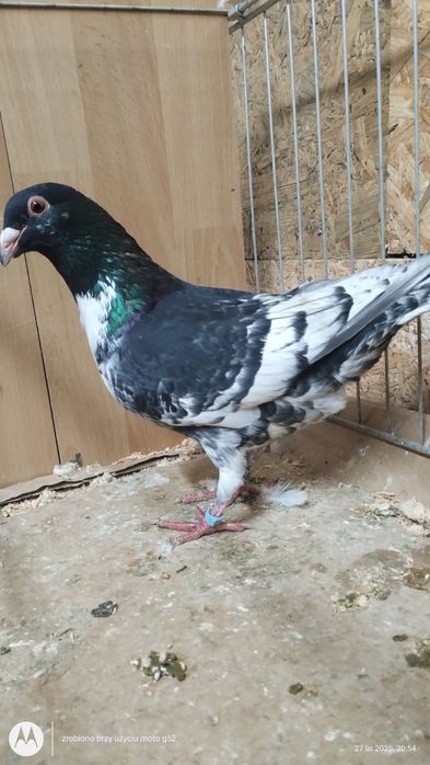 Pencil pencile samce samice