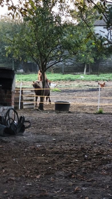 Kucyk klaczka bardzo spokojna