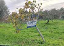 Terreno com Ruína