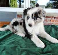 Piesek TYSON Border Collie