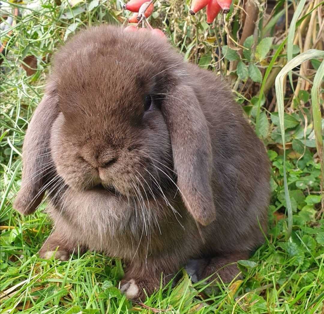 KIT Coelhos anões orelhudos, mini lop muito inteligentes e meigos